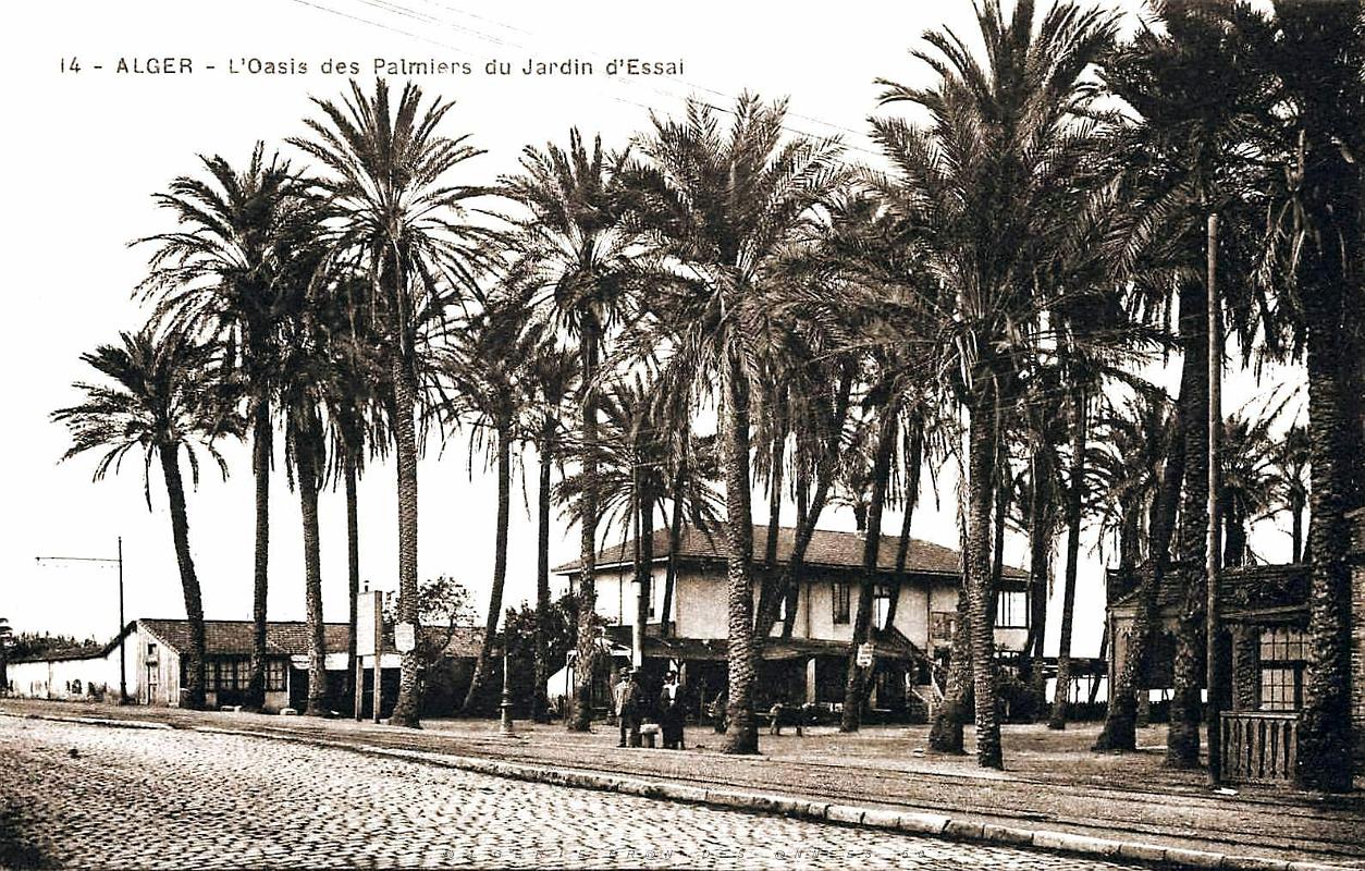 Alger - Jardin d'essai - Oasis des Palmiers.jpg